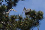 2nd Jun 2013 - Herons nesting