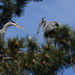 Herons nesting by kathyladley