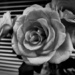 Monochrome Rose by judithdeacon