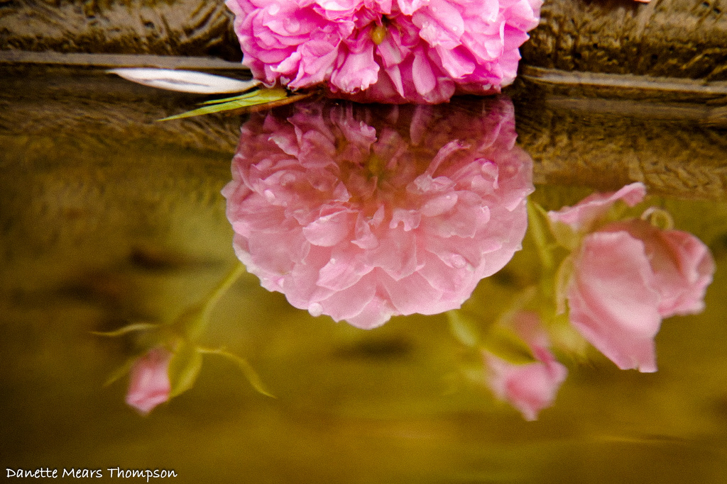 Rosy reflections by danette