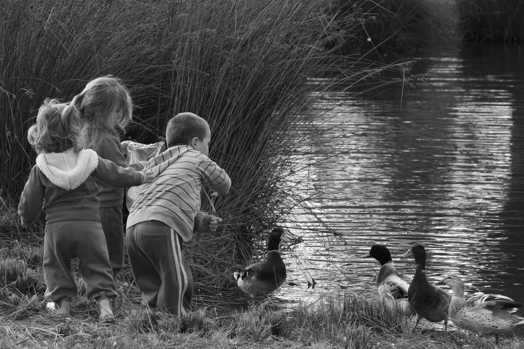 Auntie Val's Ducks by wenbow