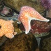 Starfish by judyc57