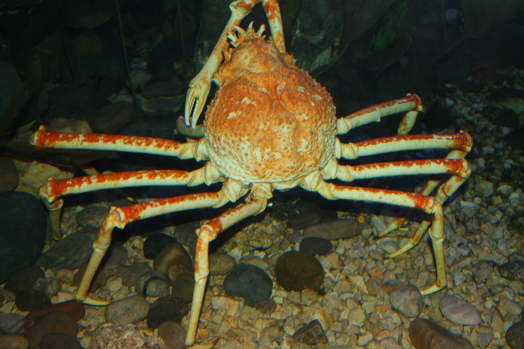 Giant Crab! by judyc57