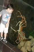 2nd Jun 2013 - Ayden and Giant Crab