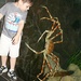 Ayden and Giant Crab by judyc57