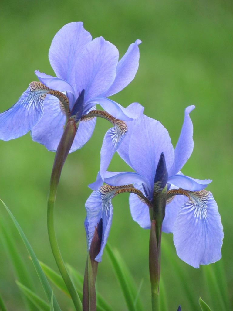 Purple Iris by juletee