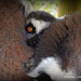 Lemur Hug. by darrenboyj