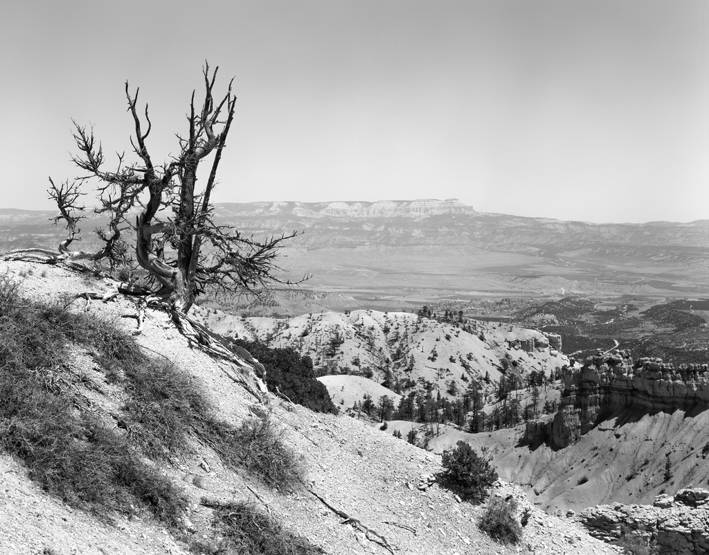 Dead pinon pine by peterdegraaff