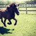 gallop by edie