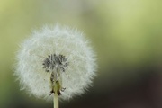 25th May 2013 - Dandelion by the canal