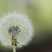 Dandelion by the canal by bella_ss