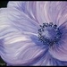 Painting--Anemone by beryl