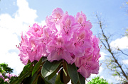 3rd Jun 2013 - 3.6.13 Rhododendron