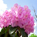 3.6.13 Rhododendron by stoat