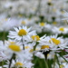 Daisies by andycoleborn