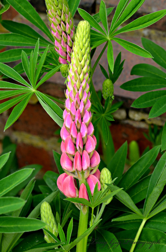 Lupin Flower by tonygig