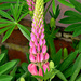Lupin Flower by tonygig