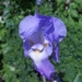 Iris by rosbush