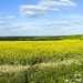 Rape Seed Fields Panorama by nicolaeastwood