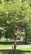 3rd Jun 2013 - #158 Memorial tree in full leaf