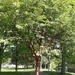 #158 Memorial tree in full leaf by denidouble