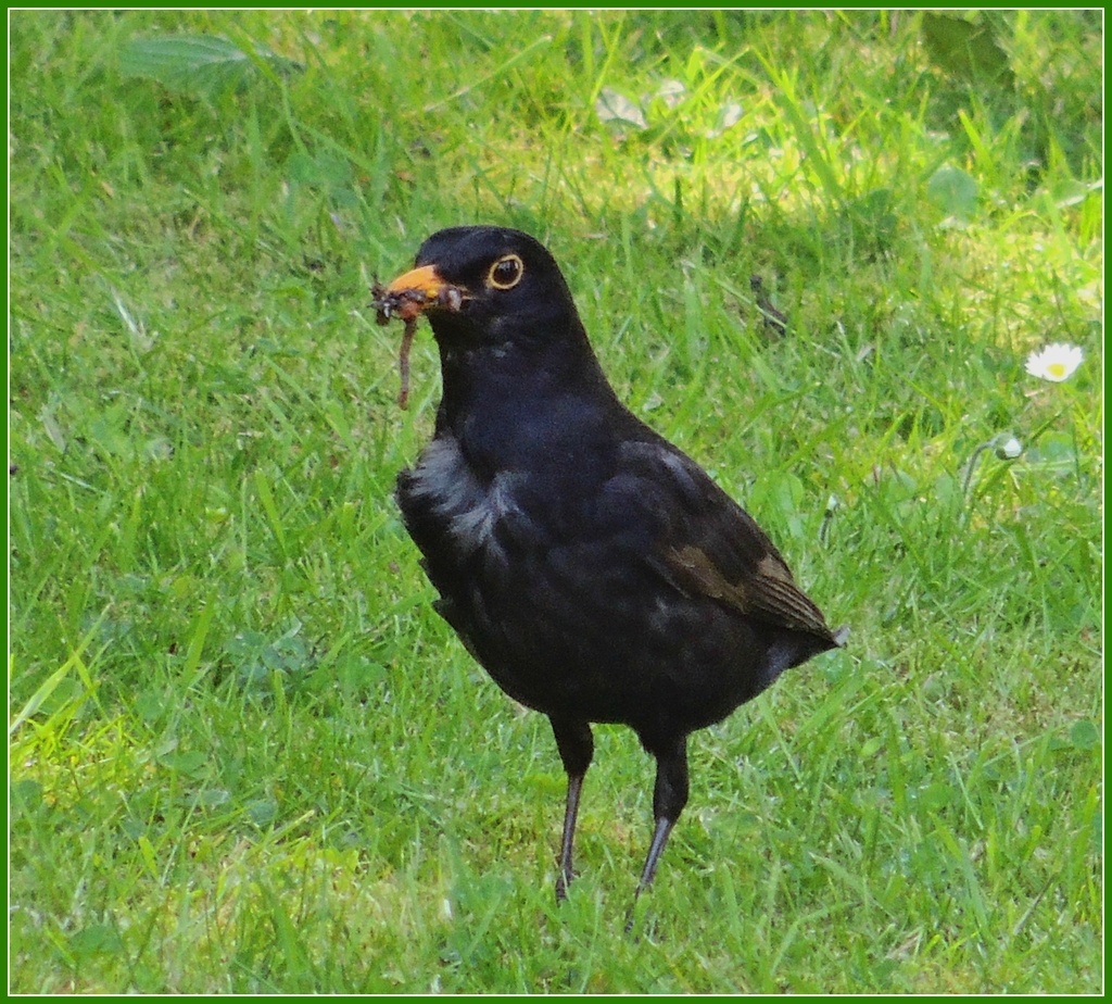 Busy feeding the young by rosiekind