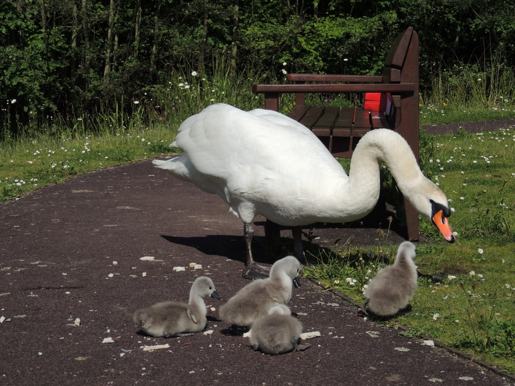 Swan and her cygnets - a bench to sit and watch by bizziebeeme