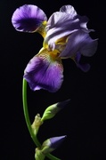 3rd Jun 2013 - Izetta's Irises in bloom