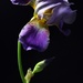 Izetta's Irises in bloom by paintdipper