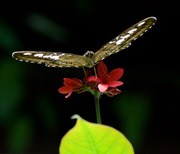 3rd Jun 2013 - Butterfly