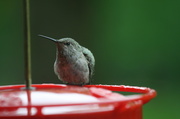 29th May 2013 - Baby Hummingbird