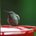 Baby Hummingbird by kimmer50