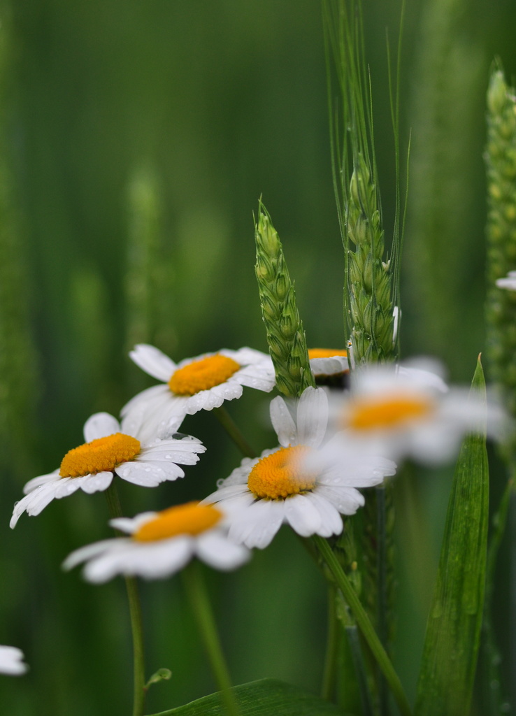 Daisies in the wheat by jayberg