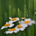 Daisies in the wheat by jayberg