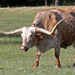 Longhorn Steer  by grannysue