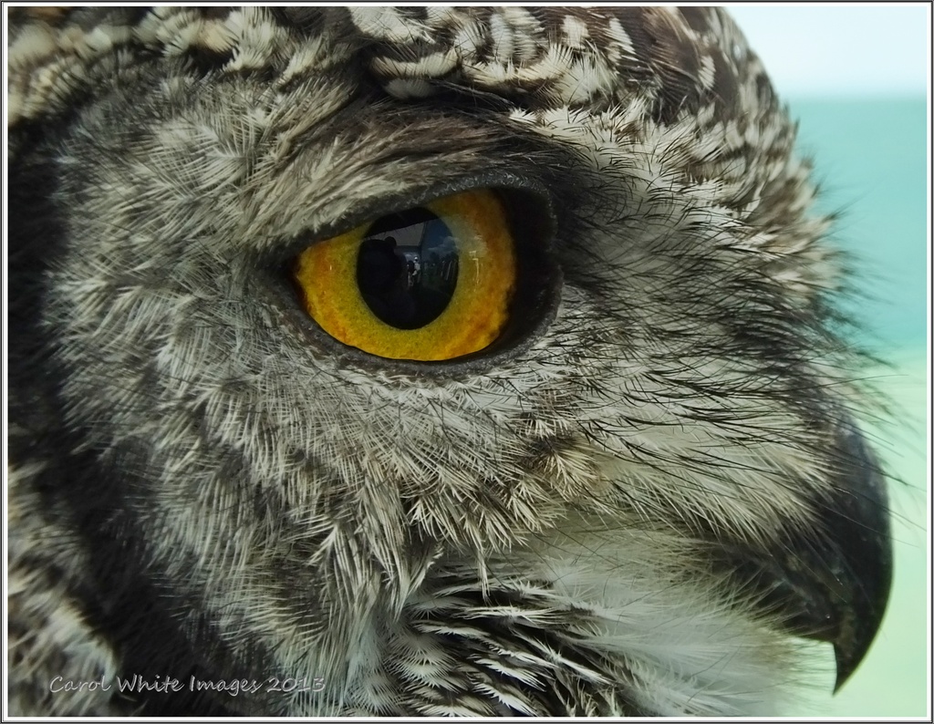 Spotted Eagle Owl by carolmw