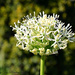 Allium Flower by tonygig
