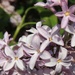 Lilac Wine by sunnygreenwood