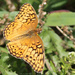 Variegated Fritillary by rhoing
