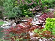 20th May 2013 - Japanese Garden