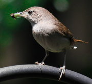 4th Jun 2013 - Feeding Time--The Baby Wrens Have Arrived!