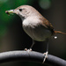 Feeding Time--The Baby Wrens Have Arrived! by darylo