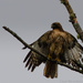 Hawk Watching by jgpittenger