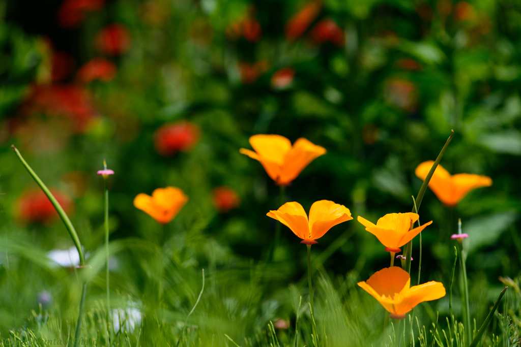 California Poppies  by jgpittenger