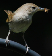 4th Jun 2013 - Wrens Eat Insects