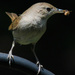 Wrens Eat Insects by darylo