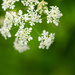  Cow parsley by elisasaeter