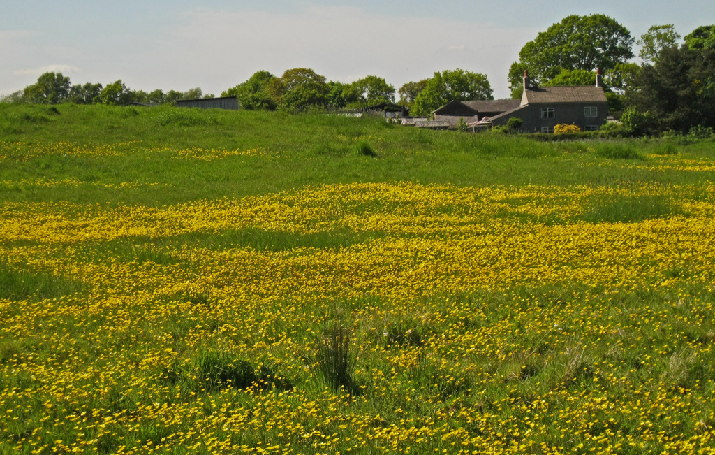 Little house in the buttercups by angelar