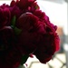 Peonies from the garden by parisouailleurs