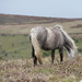 Dartmoor Pony by daffodill